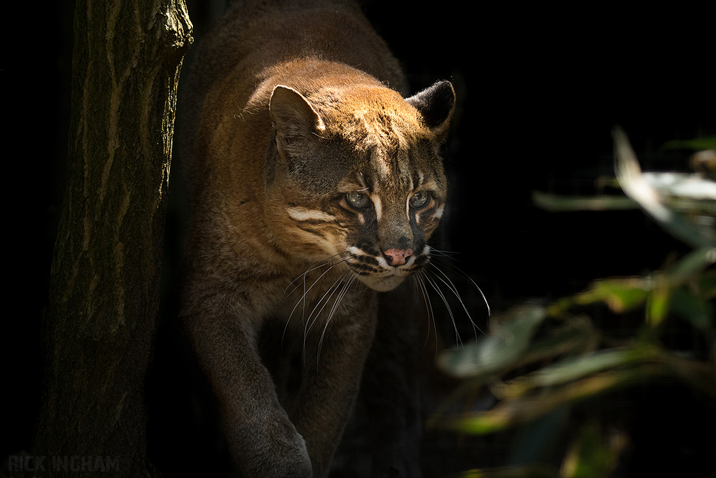 Asian Golden Cat