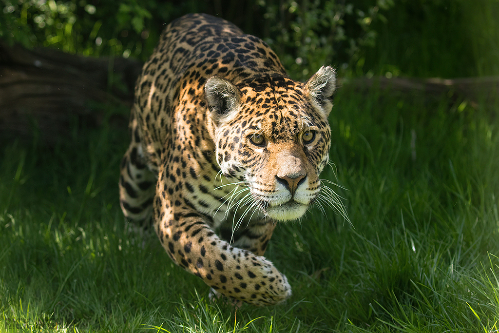 Jaguar