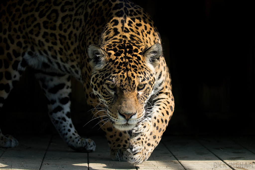 Jaguar