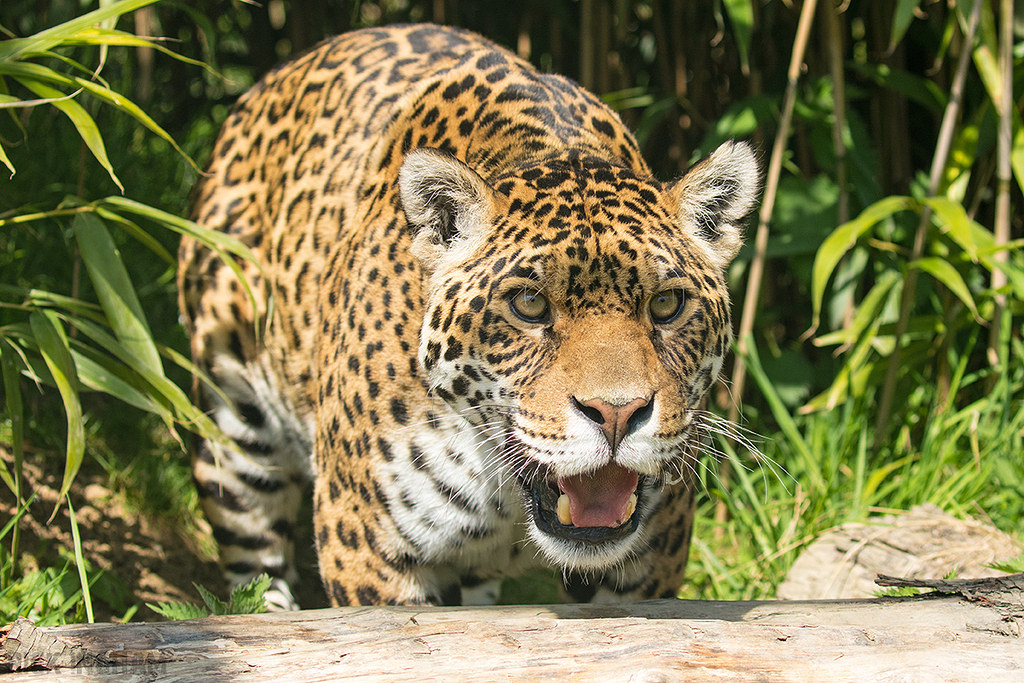 Jaguar