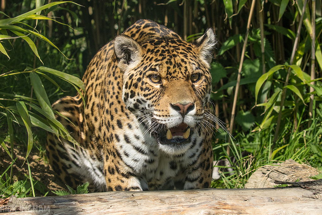 Jaguar
