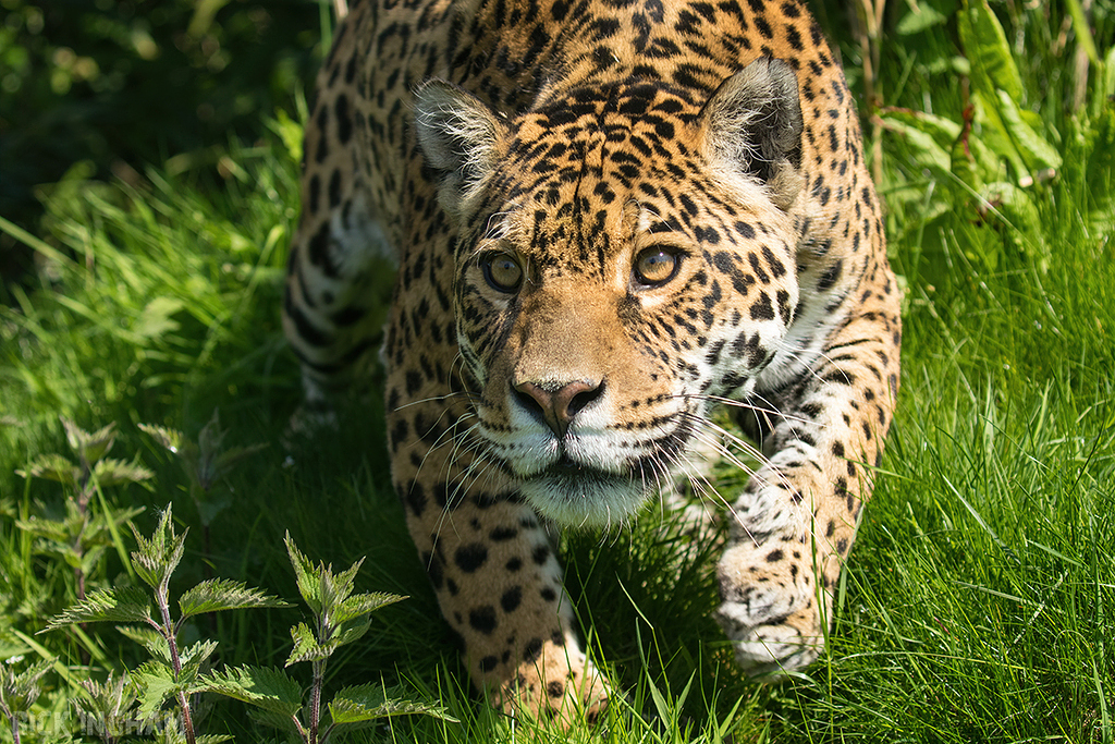 Jaguar