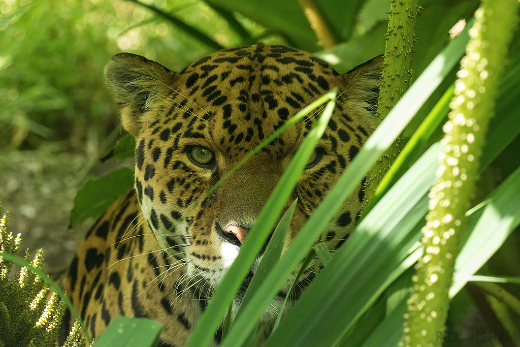 Jaguar
