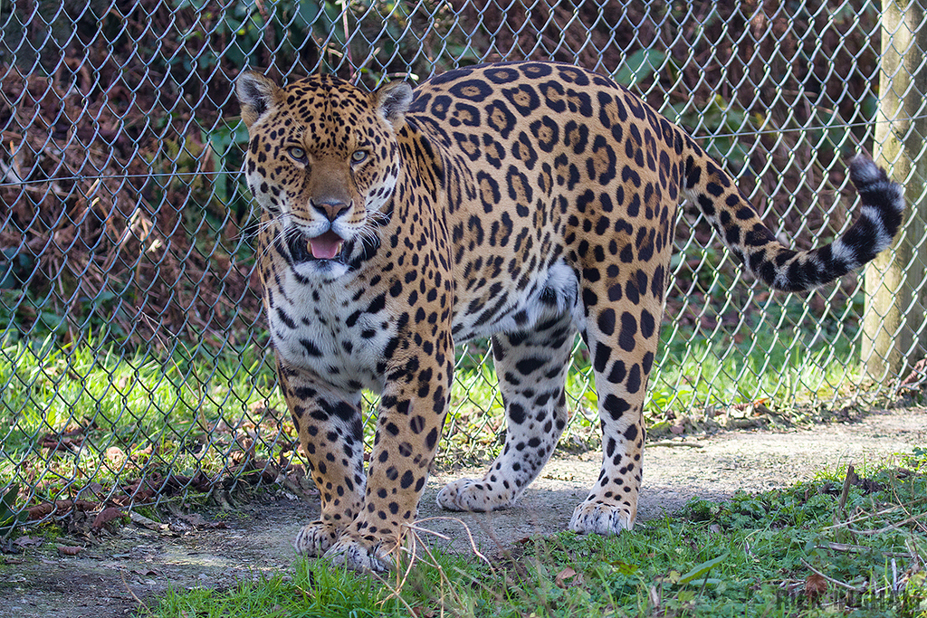 Jaguar