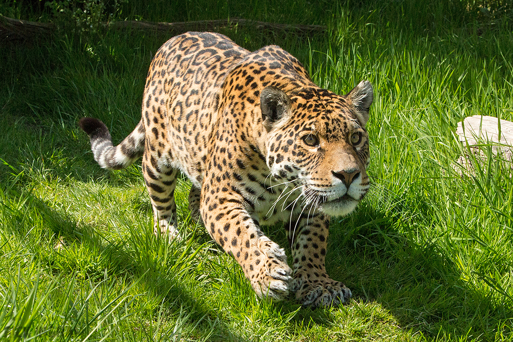 Jaguar