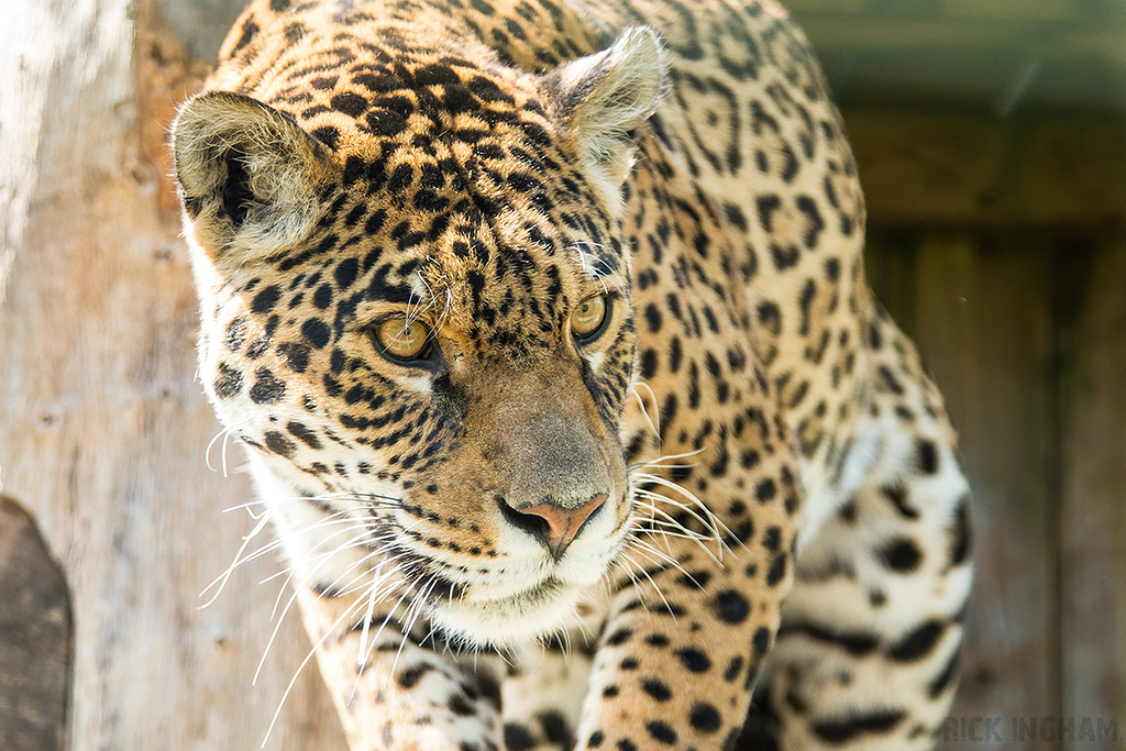 Jaguar