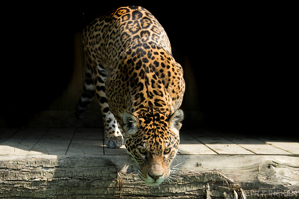 Jaguar