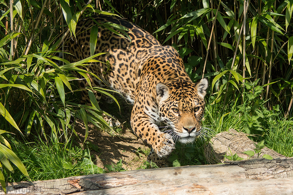 Jaguar