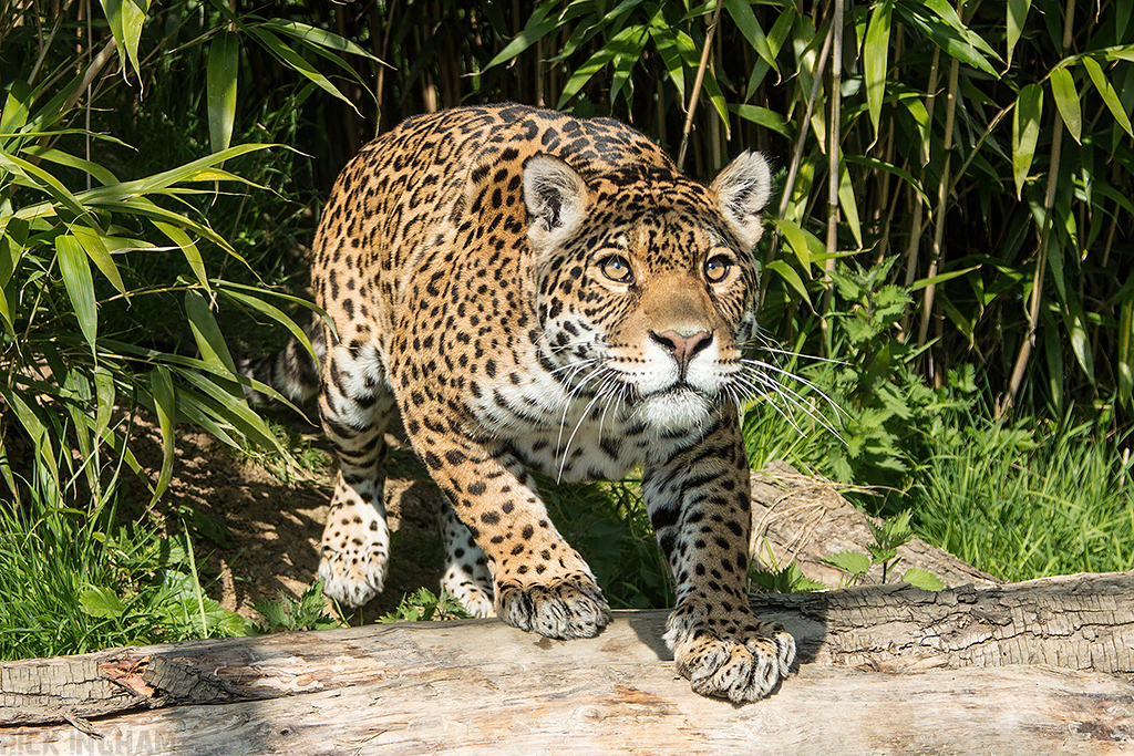 Jaguar