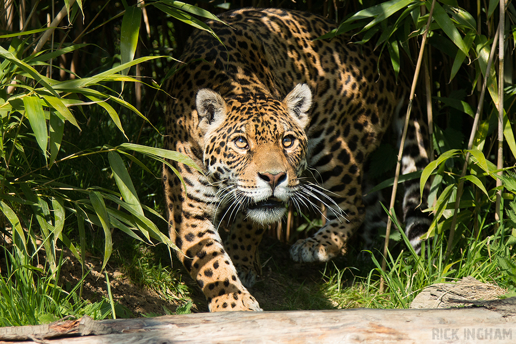 Jaguar