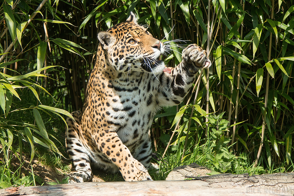Jaguar