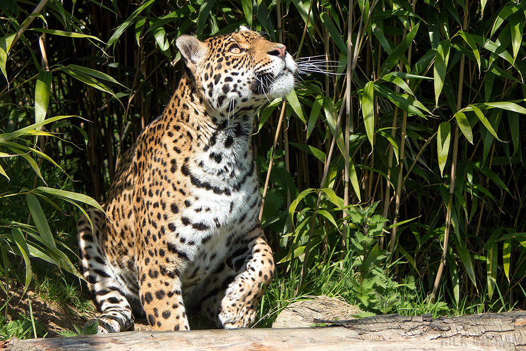 Jaguar