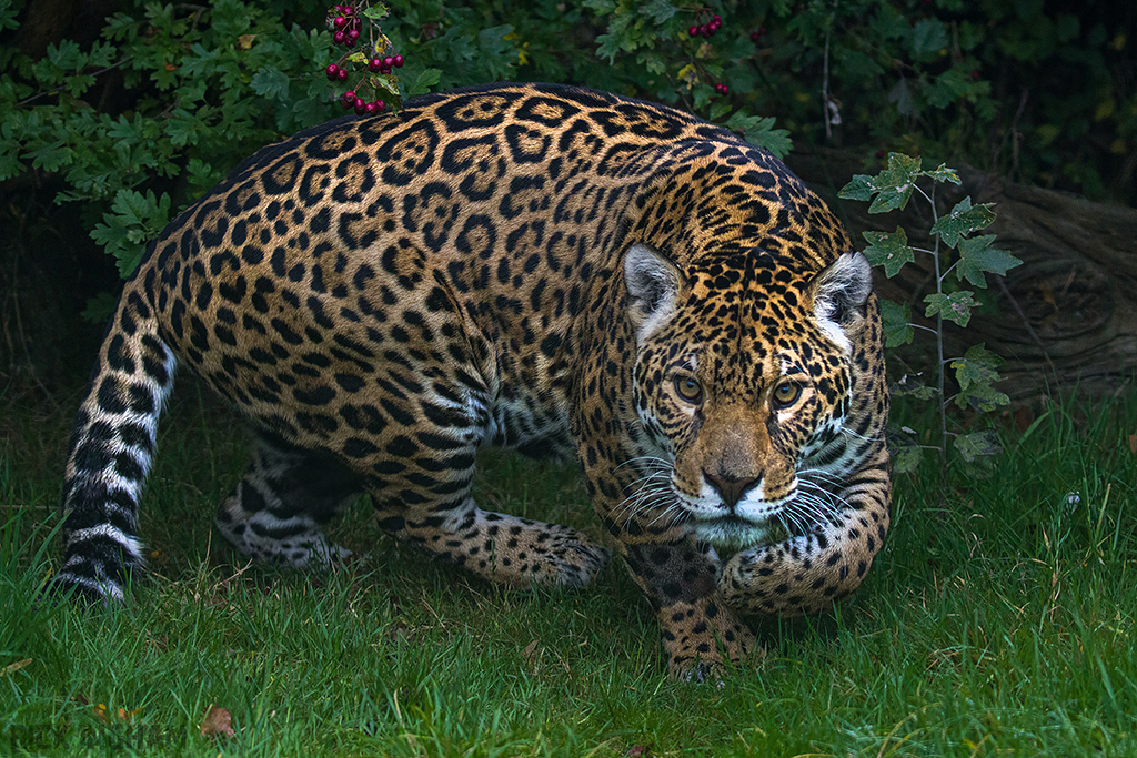 Jaguar