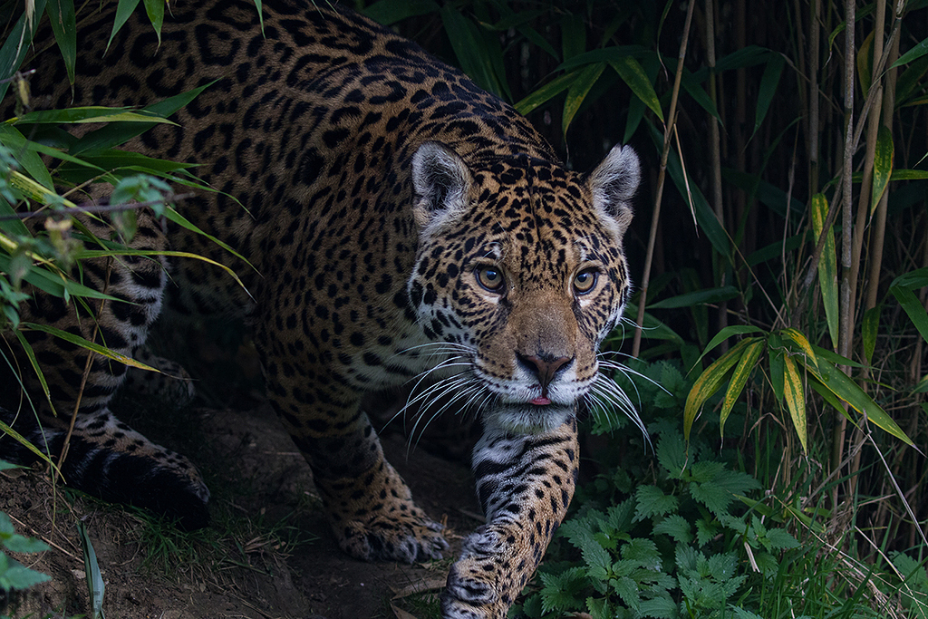 Jaguar