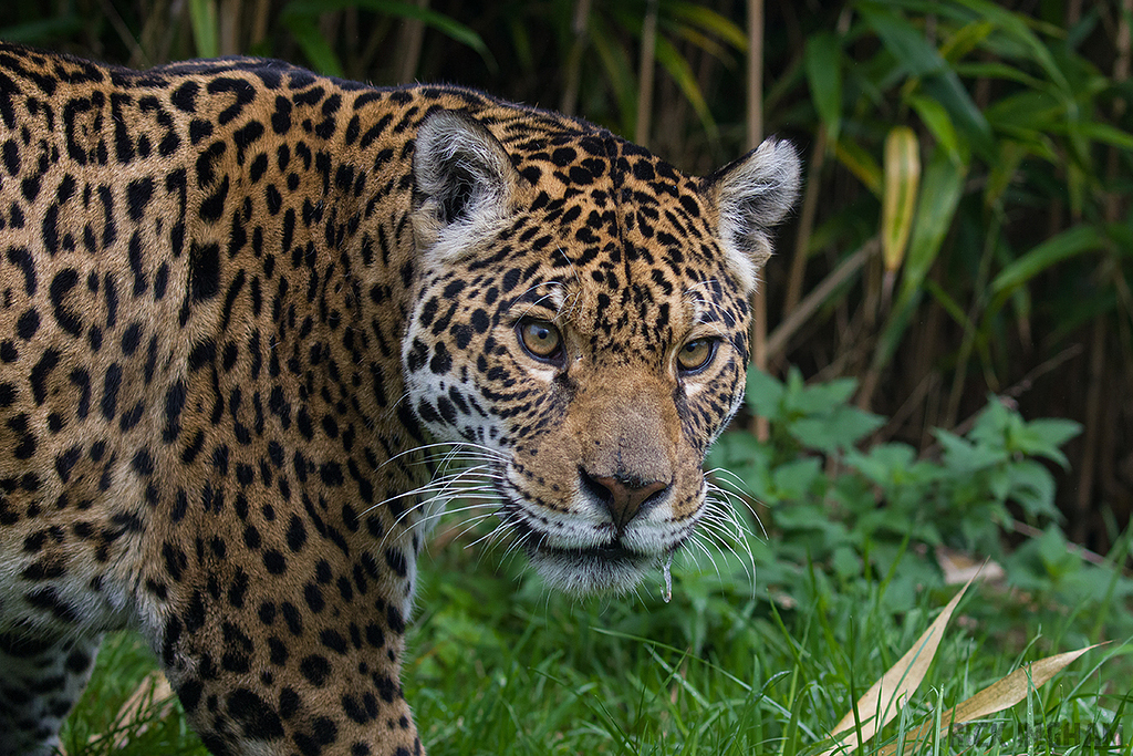 Jaguar
