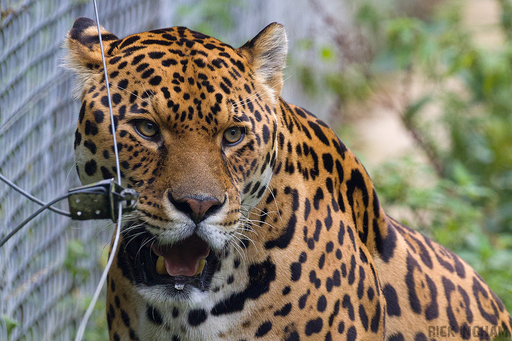 Jaguar