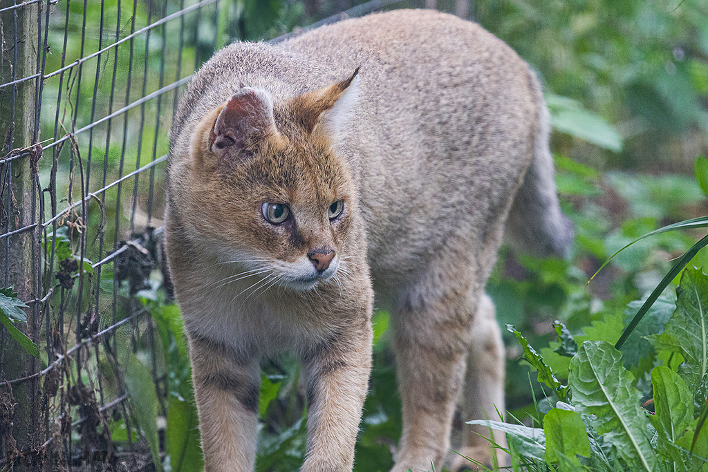 Jungle Cat