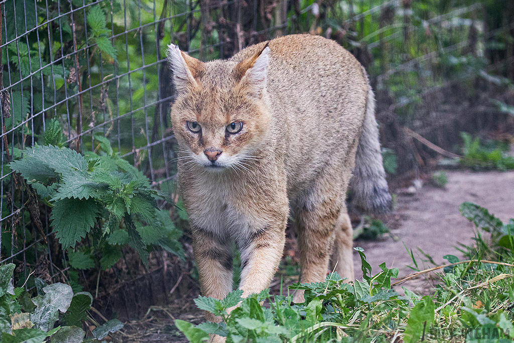 Jungle Cat