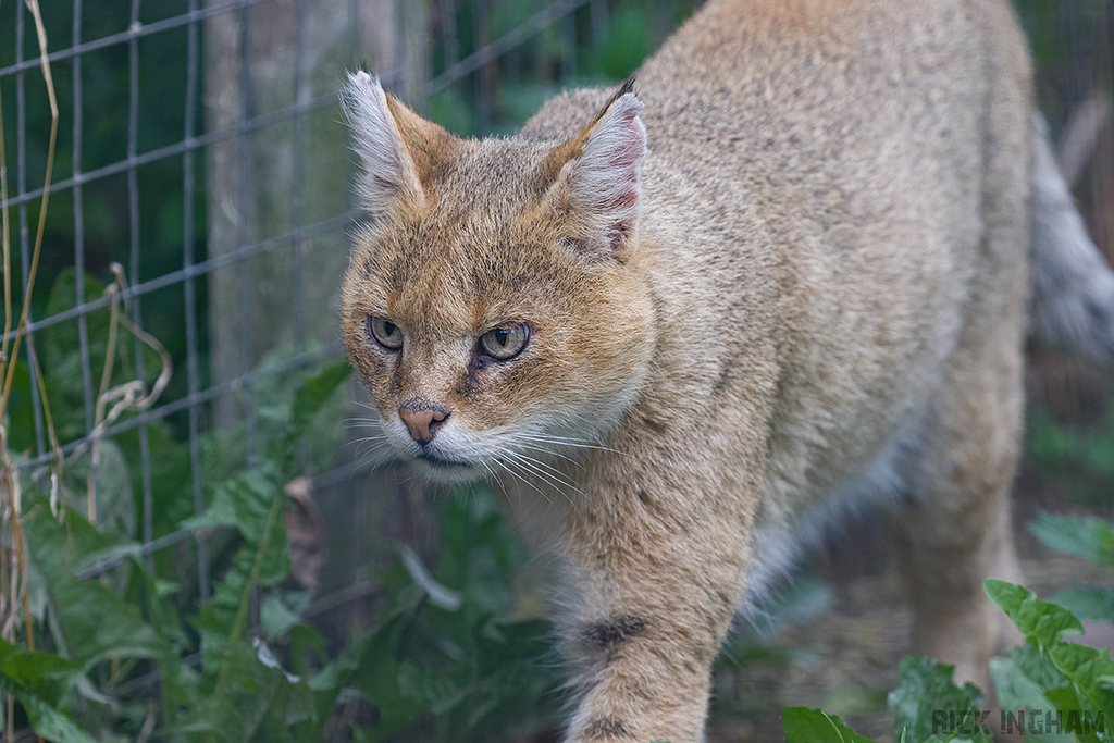 Jungle Cat