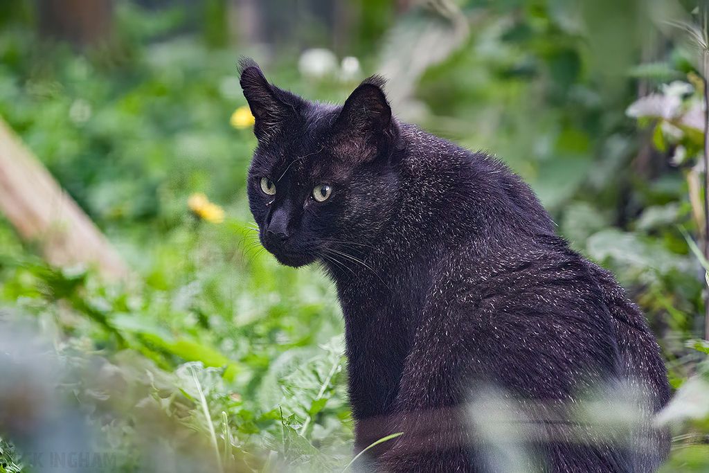 Black Jungle Cat