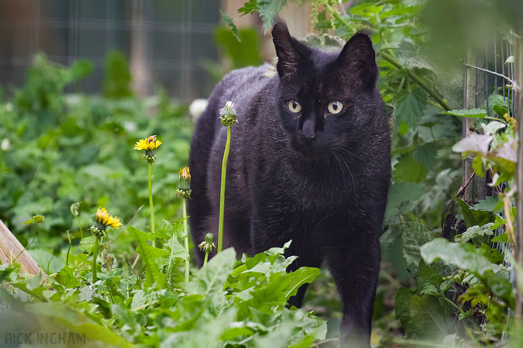 Black Jungle Cat