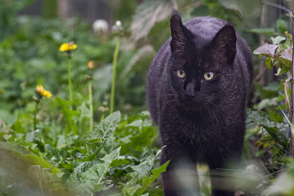 Black Jungle Cat