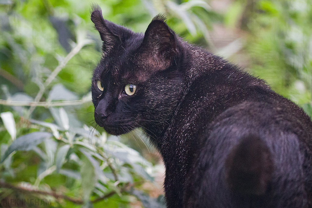 Black Jungle Cat