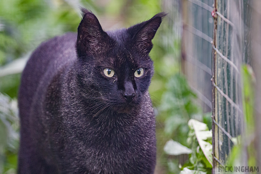 Black Jungle Cat