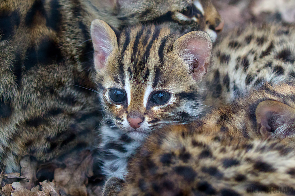 Leopard Cat