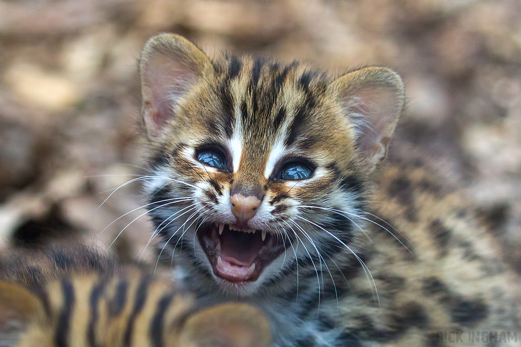 Leopard Cat