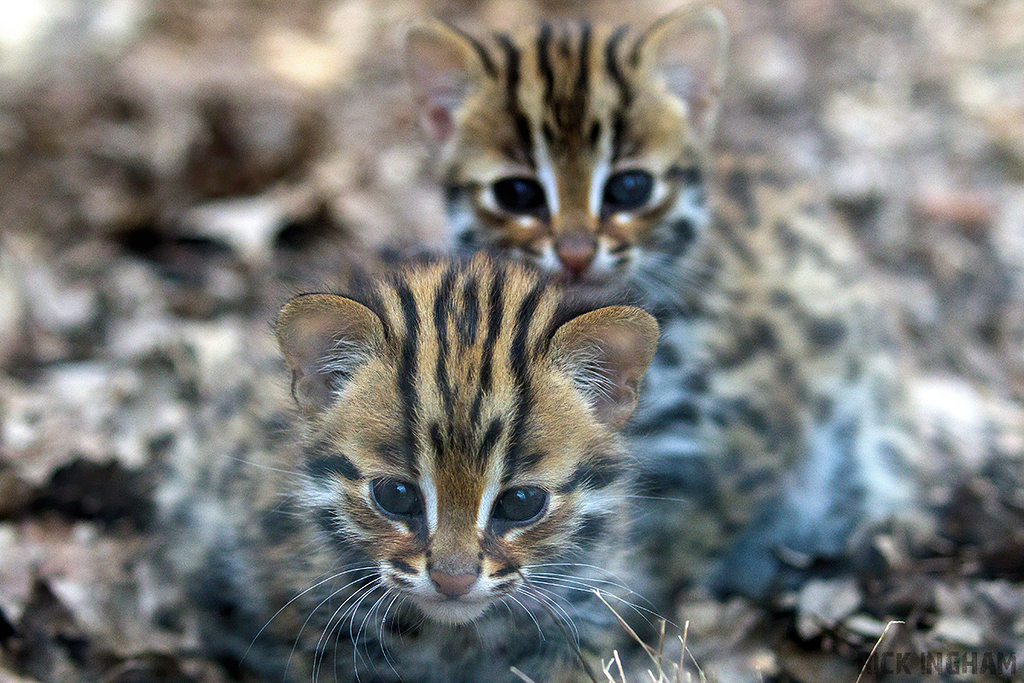 Leopard Cat