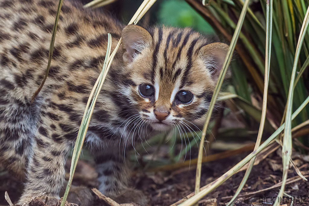 Leopard Cat