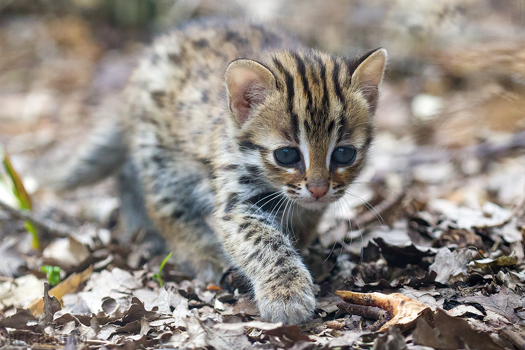 Leopard Cat