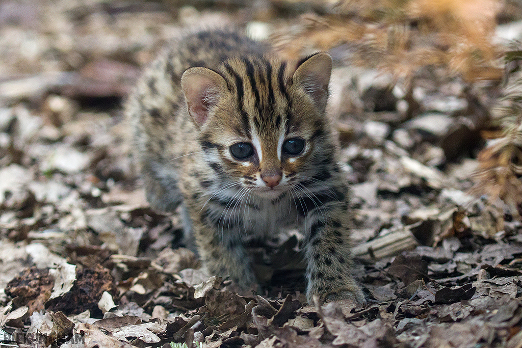 Leopard Cat
