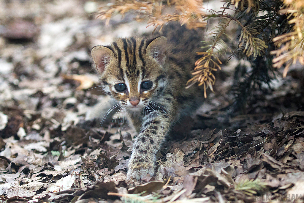Leopard Cat