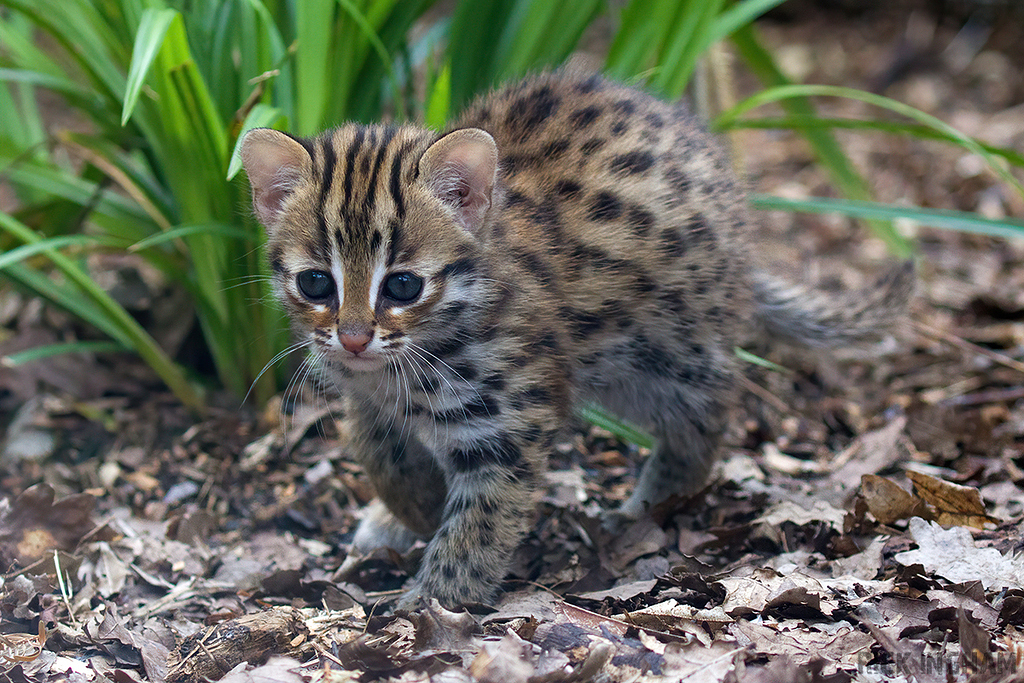 Leopard Cat