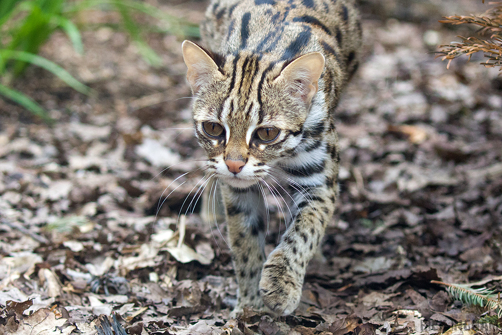 Leopard Cat