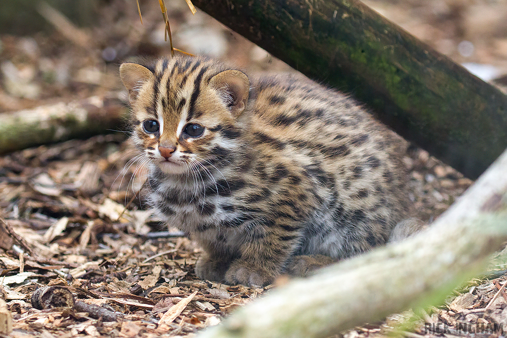 Leopard Cat