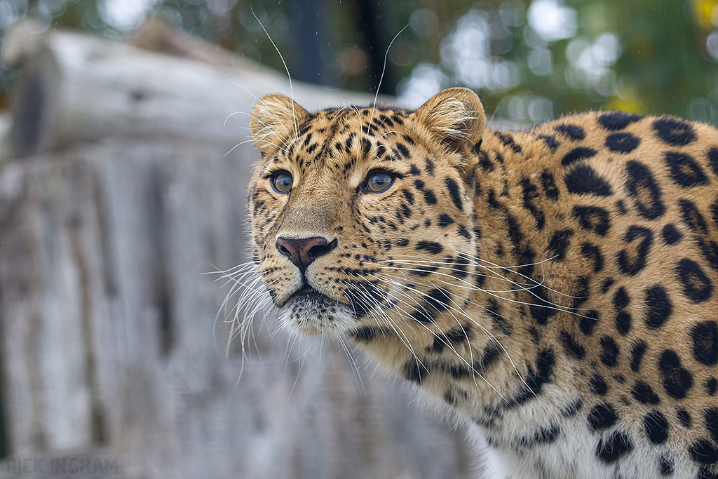 Amur Leopard