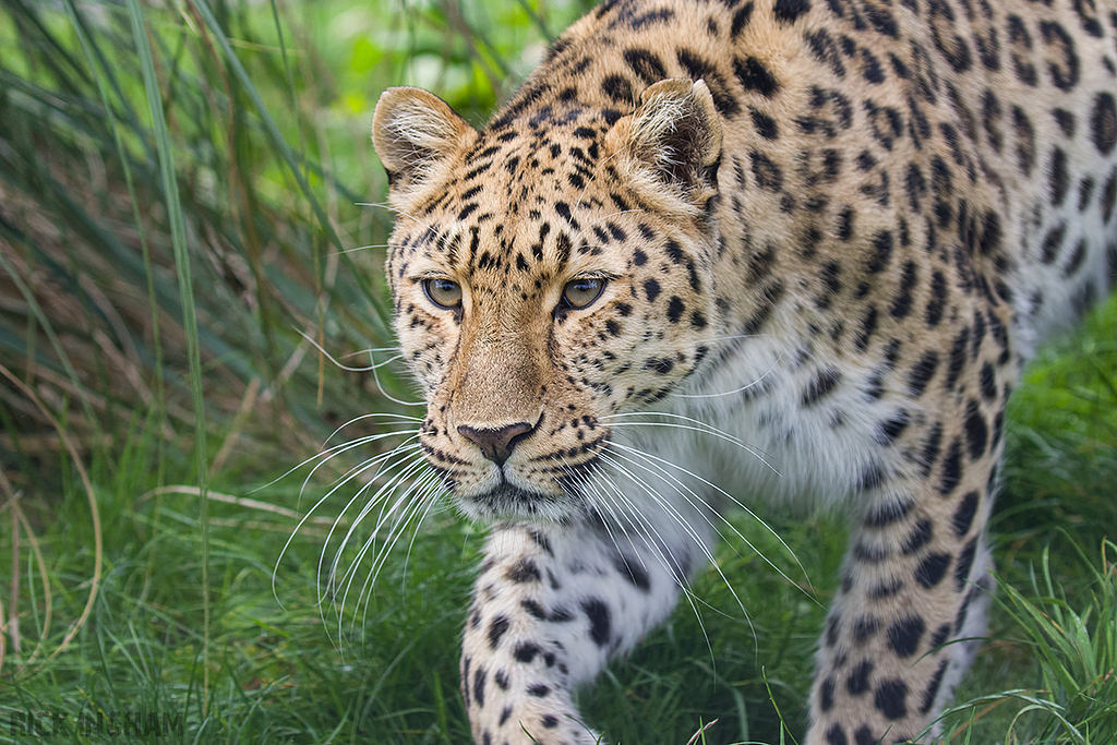 Amur Leopard