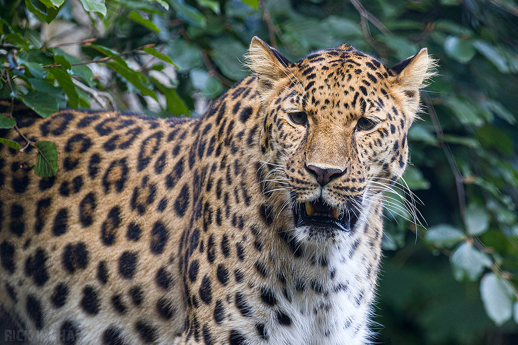 Amur Leopard
