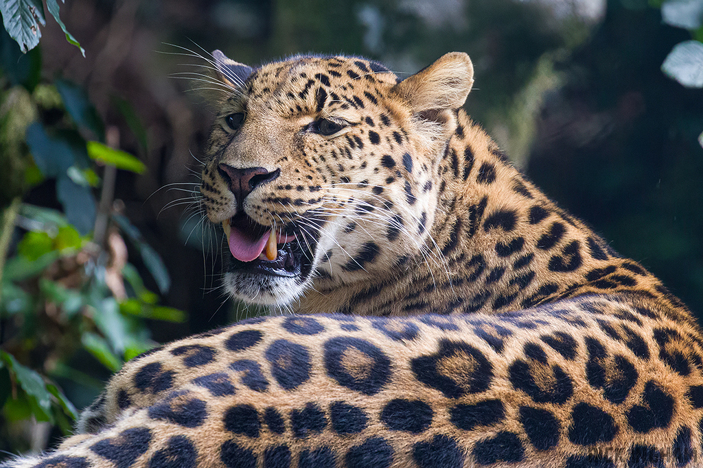 Amur Leopard