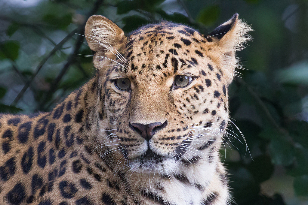 Amur Leopard