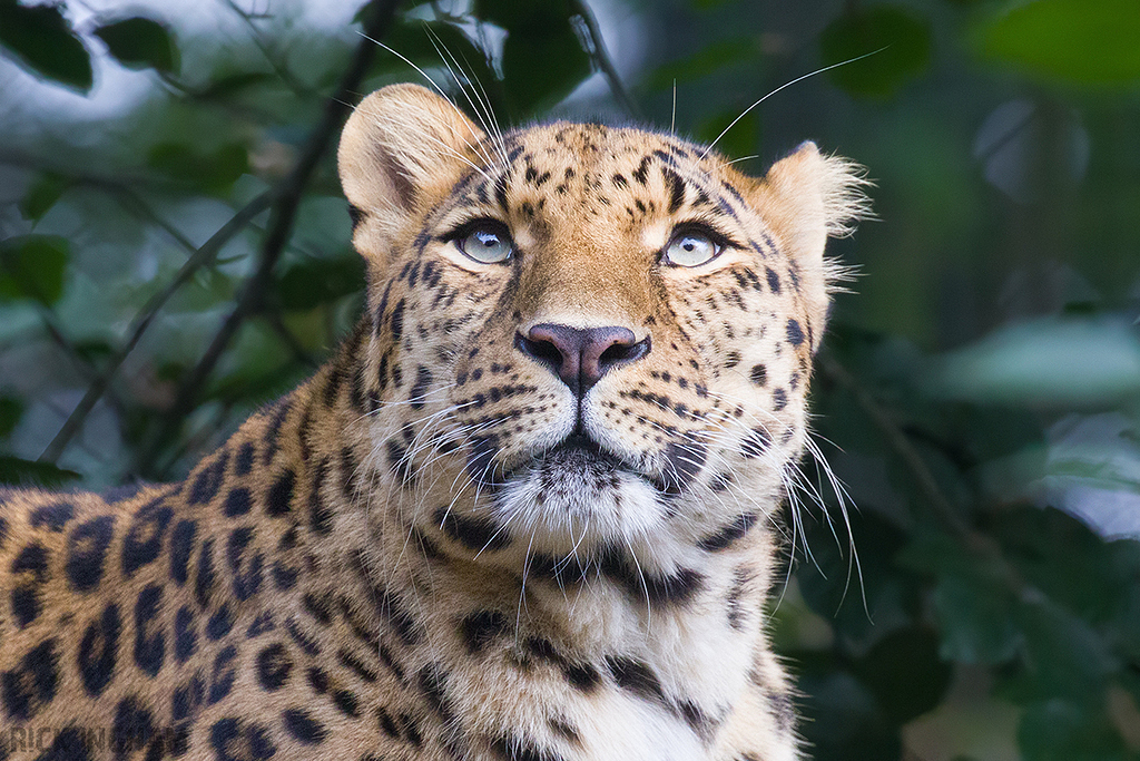 Amur Leopard