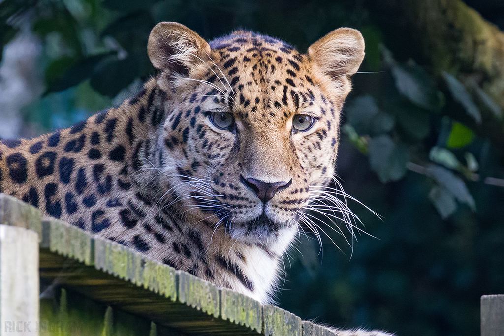 Amur Leopard