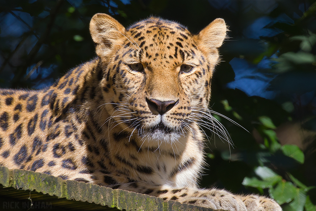 Amur Leopard