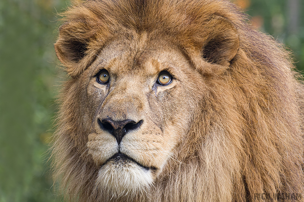 African Lion