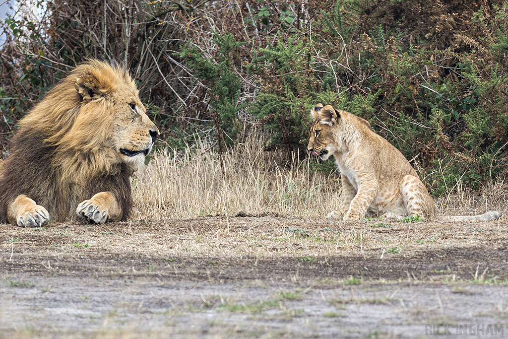 African Lion