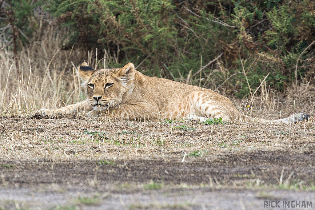 African Lion