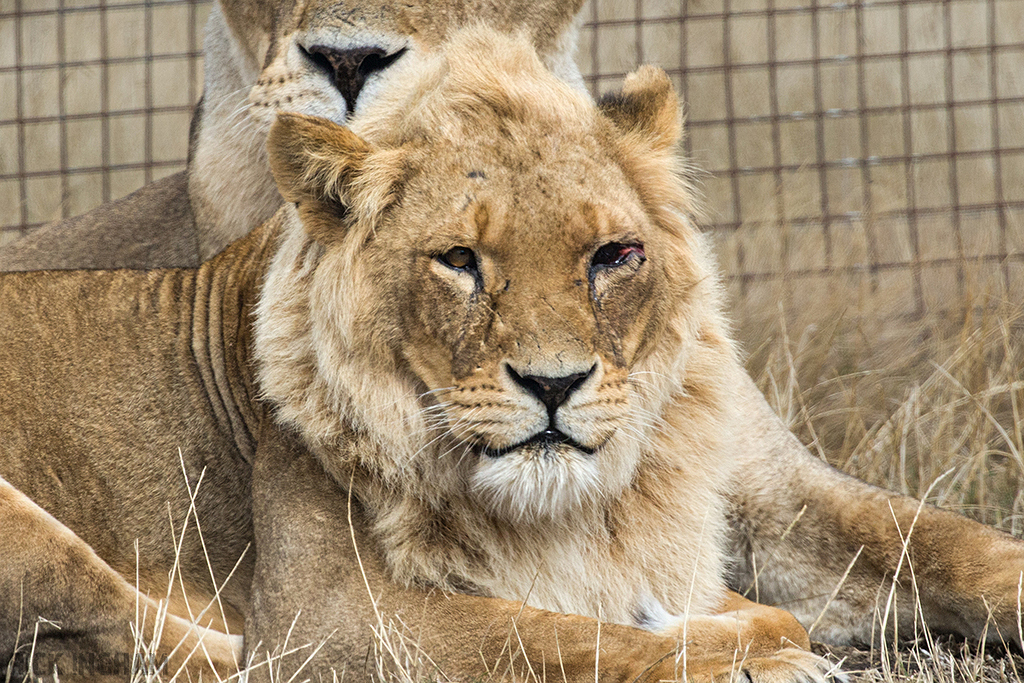 African Lion
